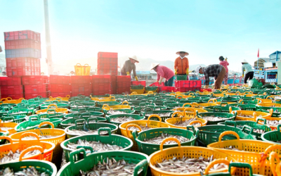 Nước Mắm Cá Cơm Cà Ná – Tinh hoa nước mắm truyền thống Việt